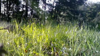 Sülün dişisi, Phasianus Colchicus, kışın ormandaki otları yer.