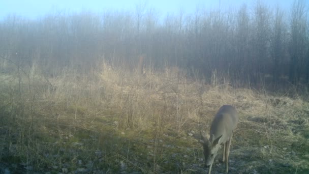 Chevreuil, Roe deer or Capreolus capreolus, in a wood in a winter day in HD — Stock Video