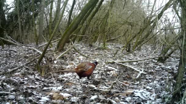 Gewone fazant, Phasianus Colchicus, wandelt in een bos in de winter met sneeuw — Stockvideo