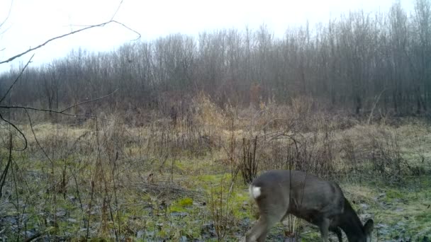 Bambi Reh, Capreolus capreolus, im Winter in einem Wald. Wildlife Full-HD-Video — Stockvideo