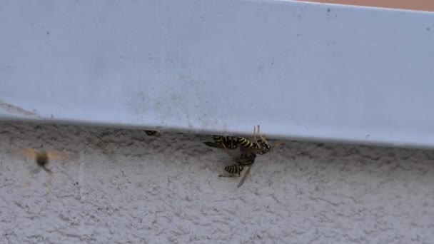 Wasps under en bit metall i en lantlig husvägg. UHD 4K Natur, djurliv — Stockvideo