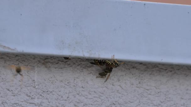 Guêpes sous un morceau de métal dans un mur de maison de campagne. UHD 4K Nature, Vie Sauvage