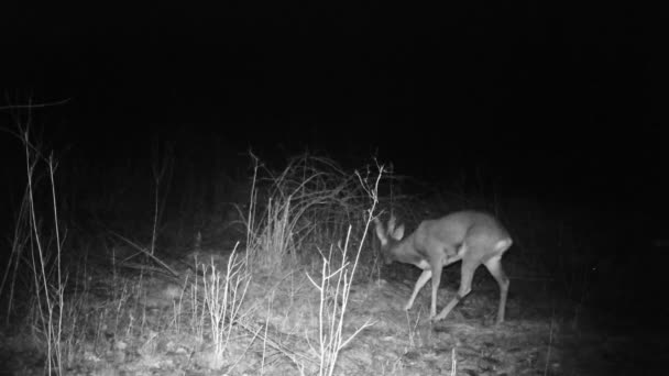 Rehböcke, Capreolus capreolus, fressen in einer Winternacht in einem Wald. Hirsche FullHD — Stockvideo