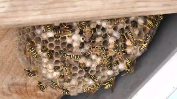 Nahaufnahme eines Nestes aus Vibrationsgelb und Baclk-Streifen Wespen, Polistes gallicus. — Stockvideo