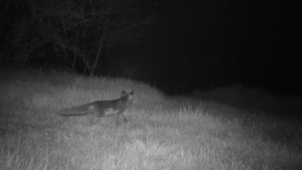 Red Fox, Vulpes Vulpes, Walk in a Grass Field by Night — Stock Video