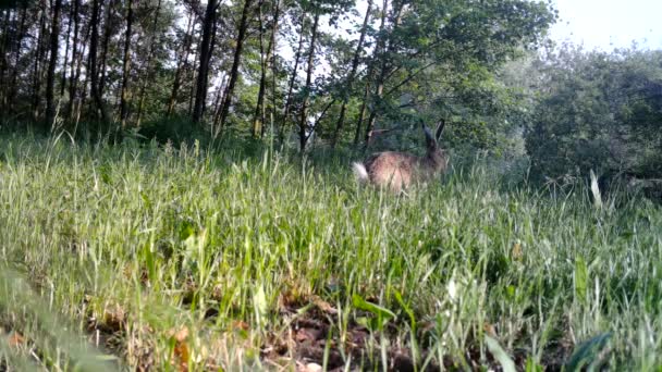 Dos liebres europeas, Lepus Europaeus, en una hierba en la noche — Vídeos de Stock