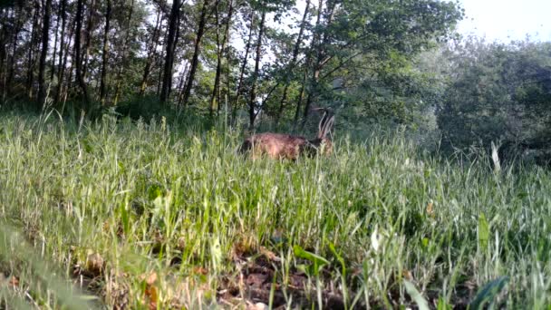 Duas lebres europeias, Lepus Europaeus, em uma grama na noite — Vídeo de Stock