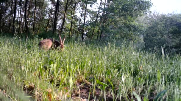 Twee Europese hazen, Lepus Europaeus, in een gras in de nacht — Stockvideo