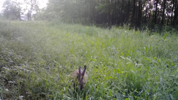 Двоє європейських зайців, Lepus Europaeus, у траві вночі — стокове відео