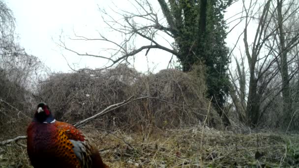 普通的野鸡，Phasianus Colchicus，冬季在森林里的近景录像 — 图库视频影像