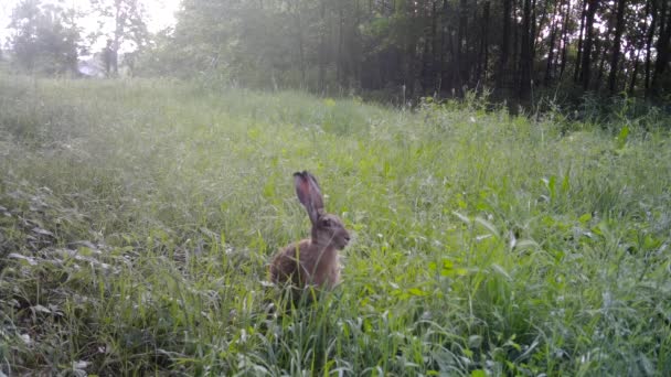 两只欧洲野兔，Lepus Europaeus，在夜晚的草丛中 — 图库视频影像
