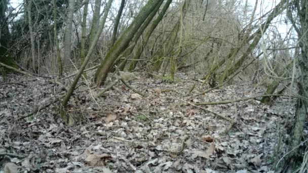 Hembra de Faisán, Phasianus Colchicus, come la hierba en la madera urbana en invierno — Vídeos de Stock