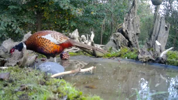 Kobieta z Bażant, Phasianus Colchicus, zimą je trawę w miejskim drewnie. — Wideo stockowe