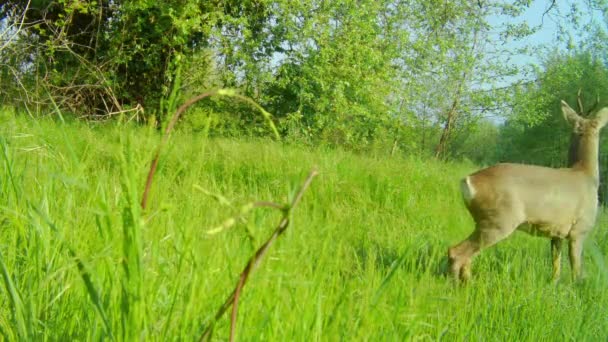 Roe Deer, Capreolus Capreolus, in een groen grasveld — Stockvideo