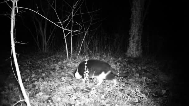 Gato buscar comida en un bosque en la noche por el olor . — Vídeo de stock