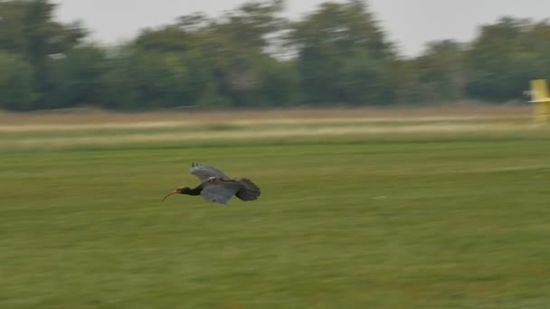 Waldrapp, Ermite Ibis, Geronticus eremita, oiseau en vol au ralenti — Video