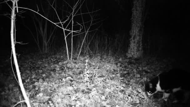 黑白相间的猫在夜里吃东西.FullHD自然与动物视频. — 图库视频影像
