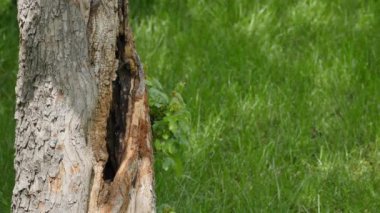 The Nest of a Small Bird, Great Tits - Parus Major, in a Tree Trunk