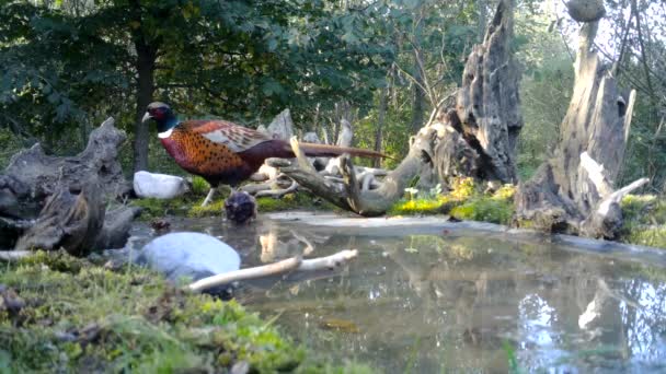 Самка Фазан, Фасіан Колхік, з "їдає траву в міському лісі взимку. — стокове відео