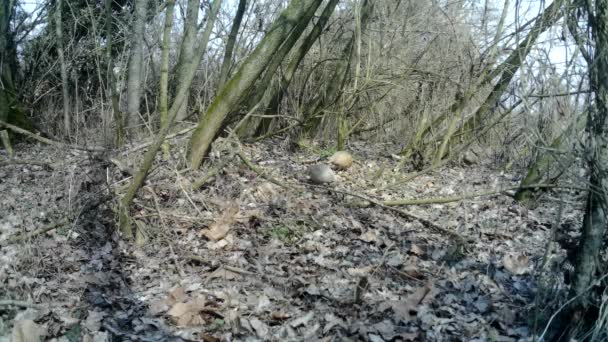 Hembra de Faisán, Phasianus Colchicus, come la hierba en la madera urbana en invierno — Vídeos de Stock