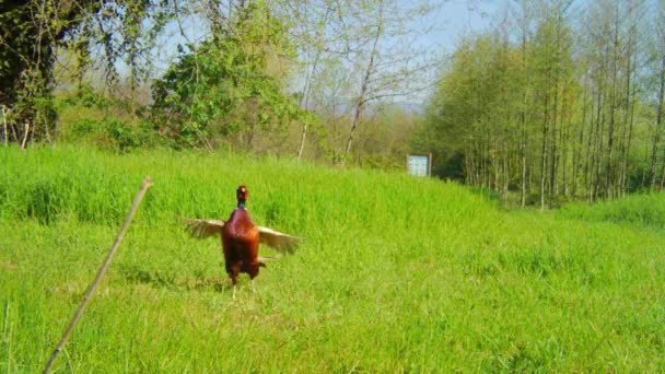 一个五彩斑斓的雄鸡在草地中心展翅的乡村场景 — 图库视频影像