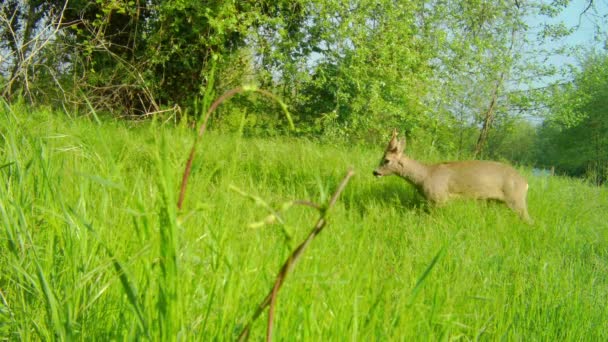Roe Deer hímje, Capreolus Capreolus, Sétálunk és körülnézünk egy zöld füves mezőn — Stock videók