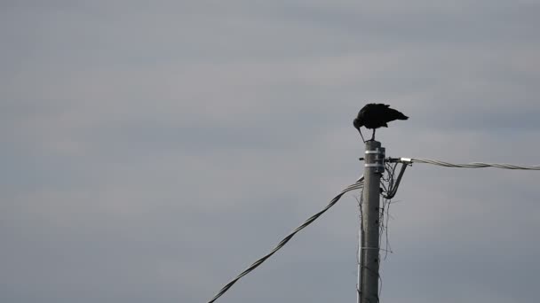 Nature Slow Motion. Waldrapp Ibis chauve du Nord Ibis ermite Ibis Geronticus eremita — Video