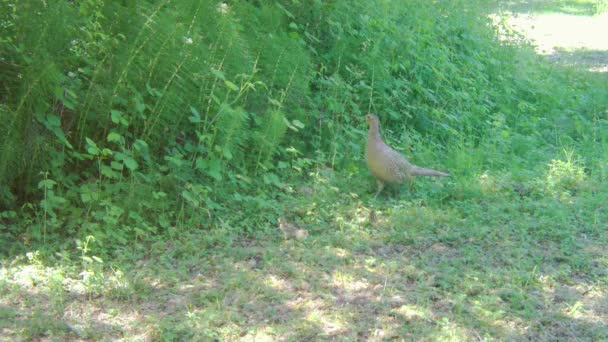 Kobieta z Bażant, Phaseanus Colchicus, na łące — Wideo stockowe