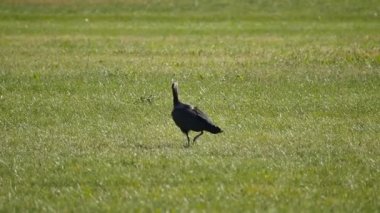 Kuzey Kel Ibis, Ermiş Ibis Geronticus Eremita veya Waldrapp, FullHD Yavaş Hareket