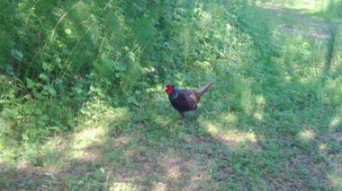 Ortak Sülün, Phaseanus Colchicus, Ormanda Tek Başına Dolaşmak