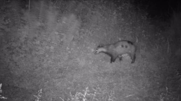 Tejón europeo, Leles Meles, oliendo el suelo buscando comida en un bosque por la noche — Vídeo de stock