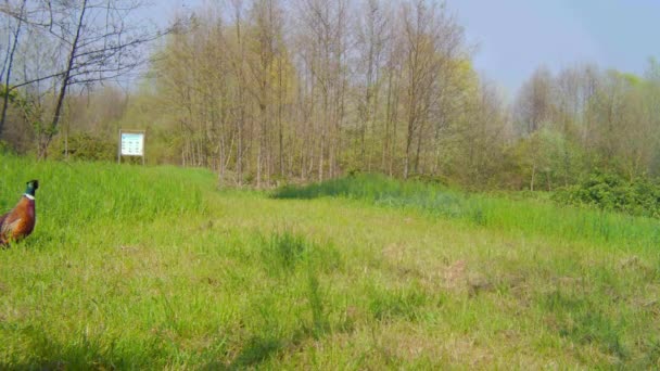 Faisán común, Phaseanus Colchicus, caminando en un prado de hierba verde en un soleado día de primavera — Vídeo de stock