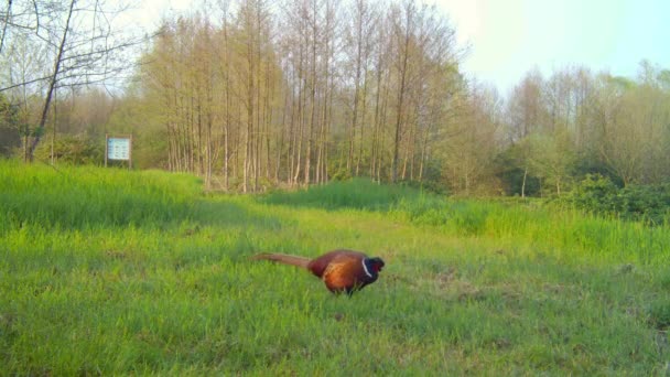 Faisán común, Phaseanus Colchicus, Caminando en un campo verde en una zona rural — Vídeos de Stock