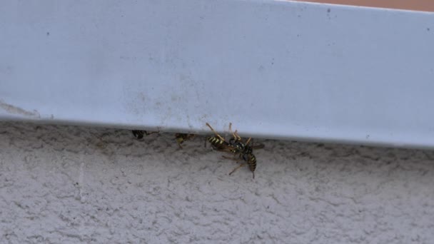 Vue rapprochée des guêpes en papier jaune et noir sur le mur gris d'une maison