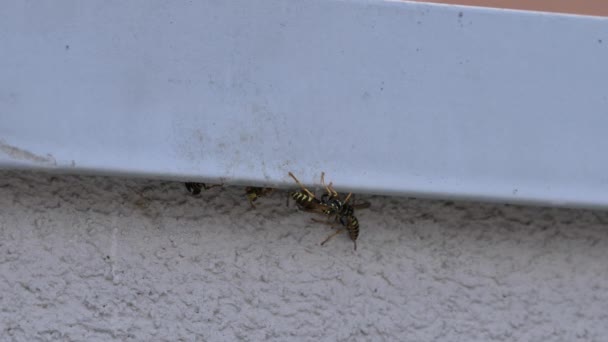 Vista cercana de las avispas de papel amarillo y negro en la pared gris de una casa — Vídeos de Stock