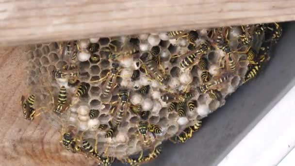 Böcekbilim videoları: Sarı ceketli kağıt yaban arısı, Polistes gallicus, 4K UHD 'de yuva — Stok video