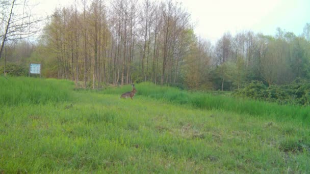 Vide Vista de una Liebre Europea, Lepus Europaeus, Corriendo en un prado de hierba verde — Vídeos de Stock