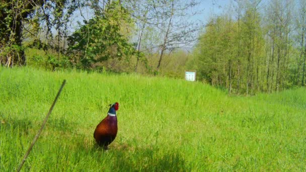 阳光明媚的日子里，在草场上展翅的野鸡的五彩斑斓的雄鸟 — 图库视频影像