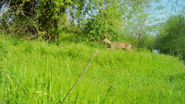 Roe Deer, Capreolus Capreolus, saltando e comendo em um prado de grama — Vídeo de Stock