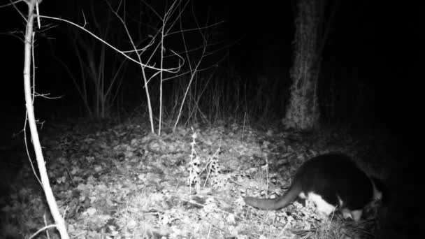 Le chat domestique noir et blanc mange de la nourriture la nuit dans une forêt. Full HD 1080p — Video