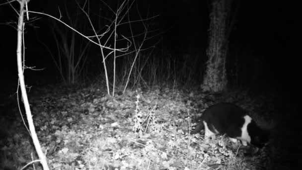 El gato huele y come por la noche. Full HD naturaleza y animales de vídeo . — Vídeo de stock