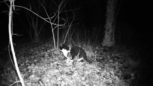 Le chat mange de la nourriture et surveille la nuit. Chat domestique noir et blanc. — Video