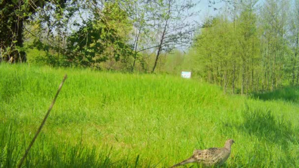 Tre femmine di fagiano camminano in un campo verde con erba alta nella soleggiata giornata primaverile — Video Stock