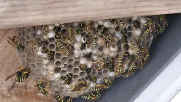 Paper Wasp, Polistes Gallicus, Långsam rörelse FullHD-Video — Stockvideo