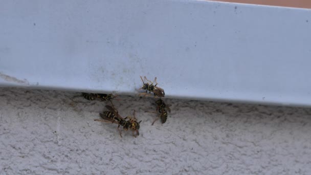 Groot nest van wespen onder een houten dak — Stockvideo