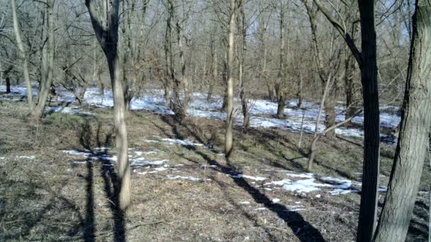 Roebucks, Capreolus capreolus, comen en un bosque en un día de invierno. Bambi FullHD — Vídeo de stock