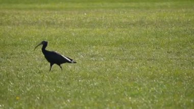 Nesli tükenmekte olan nadir bir kuşun kuş gözlemi Geronticus Eremita Slow Motion videosu