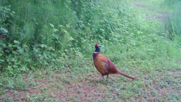 Pheasant Game Bird — Stock Video