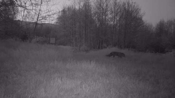 Red Fox, Vulpes Vulpes, Chůze a hledání potravy v trávě v noci — Stock video