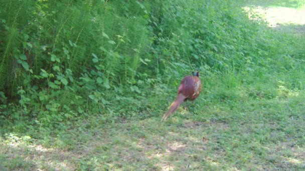Pheasant, Phaseanus Colchicus, Alone Male on the Wildness — Stok Video
